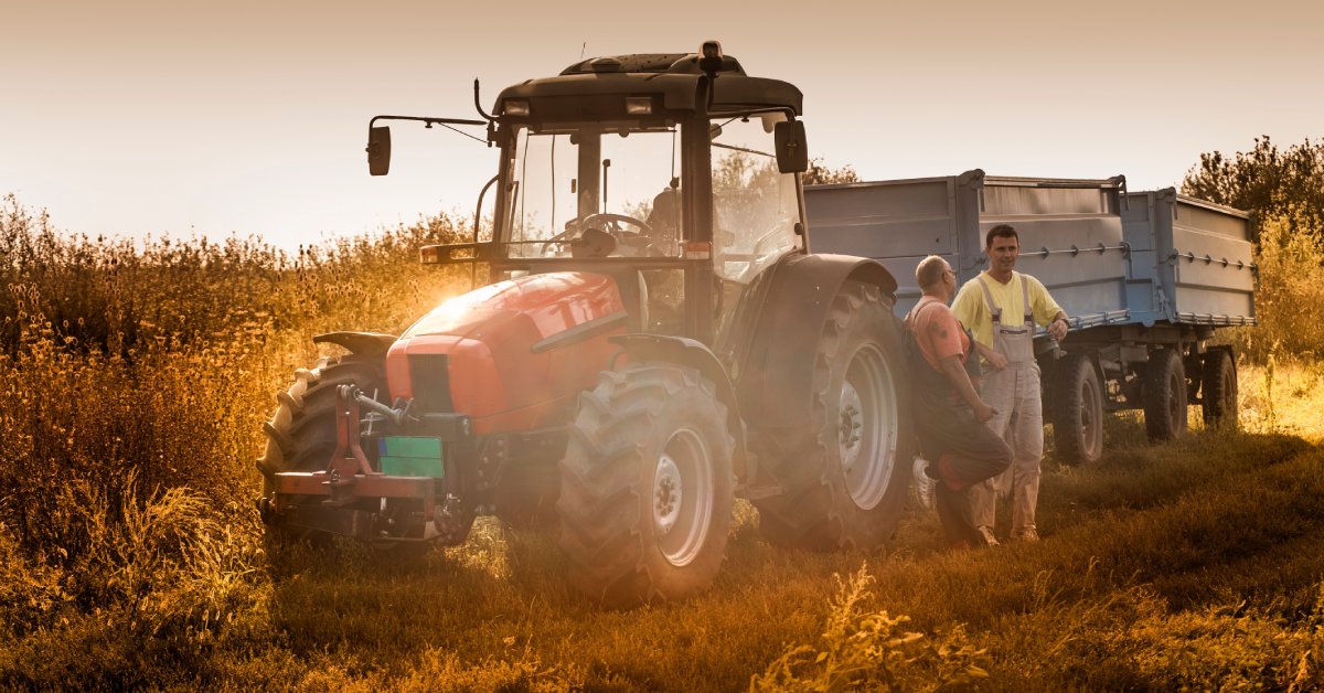 Two older male farmers talk and stand in a soybean field in front of a red tractor during harvest time.