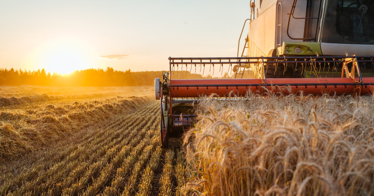 A red-and-silver combine harvester harvests ripe wheat as the sun sets. The farmer harvested half of the field.